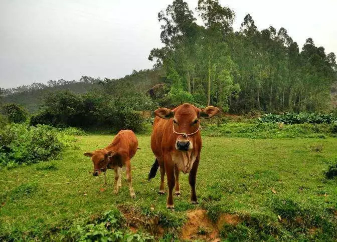 警方抓捕偷牛贼庭审现场视频,偷牛贼42次被判刑
