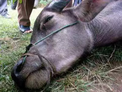 警方抓捕偷牛贼庭审现场视频,偷牛贼42次被判刑