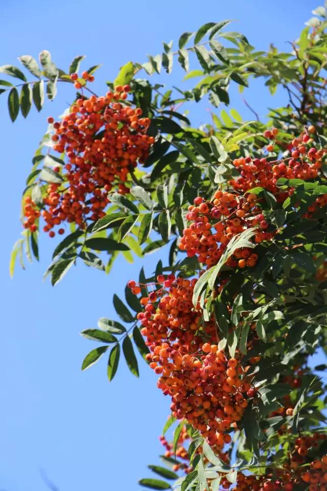 散步在美女如云的西伯利亚的心脏——伊尔库茨克