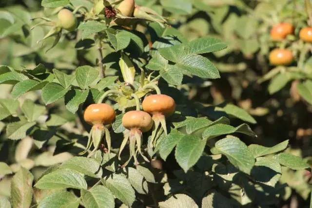 散步在美女如云的西伯利亚的心脏——伊尔库茨克