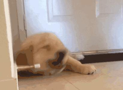 独家｜北上广青睐法牛，二线城市爱养金毛