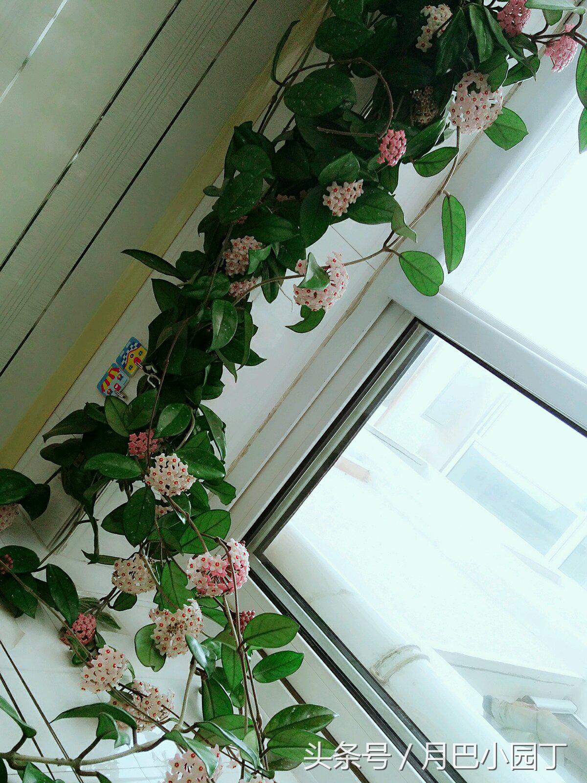 养球兰的小诀窍每年都能开满花,球兰室内怎么养护才能开花多