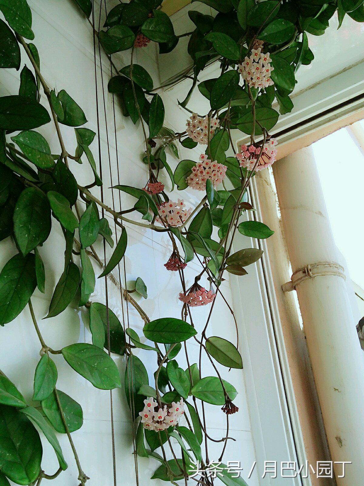 养球兰的小诀窍每年都能开满花,球兰室内怎么养护才能开花多