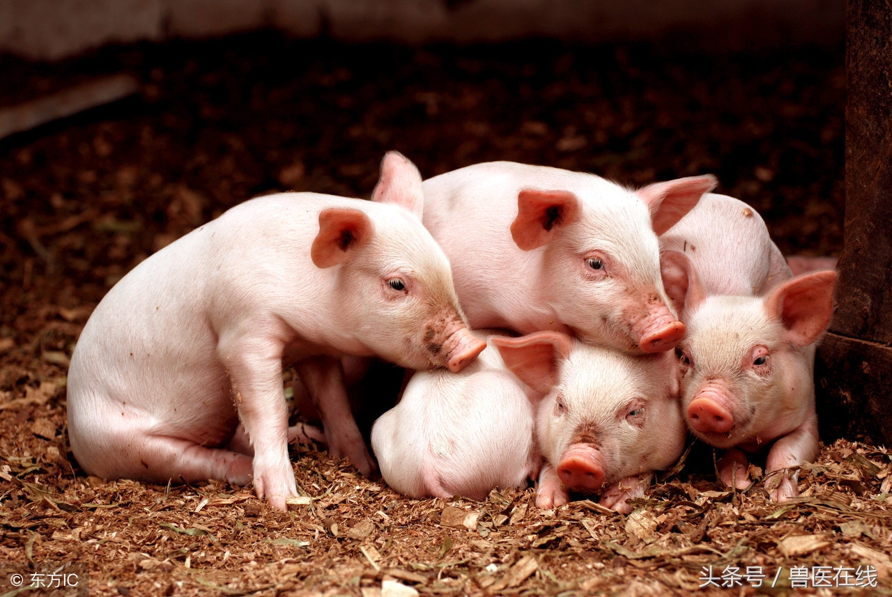 猪场最实用的养猪知识大全,猪场基本养猪知识大全