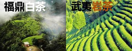 周树明投资云放茶园,周树明投资