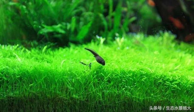 鱼缸里面养的奇葩猛兽,鱼缸养什么宠物最奇葩