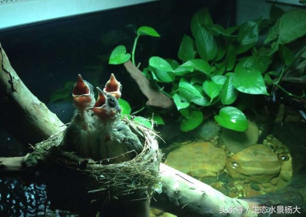 鱼缸里面养的奇葩猛兽,鱼缸养什么宠物最奇葩