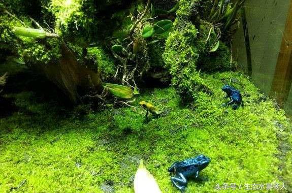 鱼缸里面养的奇葩猛兽,鱼缸养什么宠物最奇葩