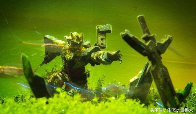 鱼缸里面养的奇葩猛兽,鱼缸养什么宠物最奇葩