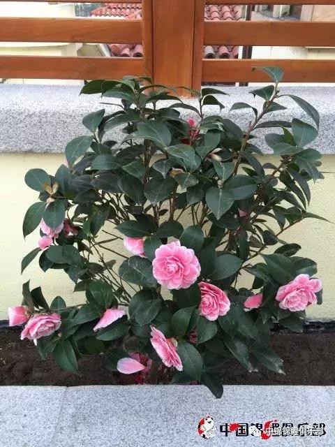 屋顶鱼池怎么建造,屋顶鱼池的建造方法