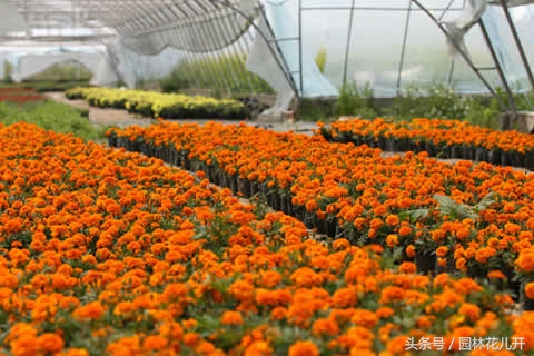 年轻人创业项目排行榜前十名,适合年轻人创业项目小本