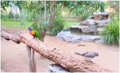 布里斯班游一游之龙柏考拉动物园，超棒澳洲住宿推荐