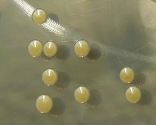 机洗*裤内**容易得暗病？这个锅我们袜子不背！