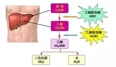 喝酒脸红的人到底该怎么喝,喝酒脸红的人怎么回事
