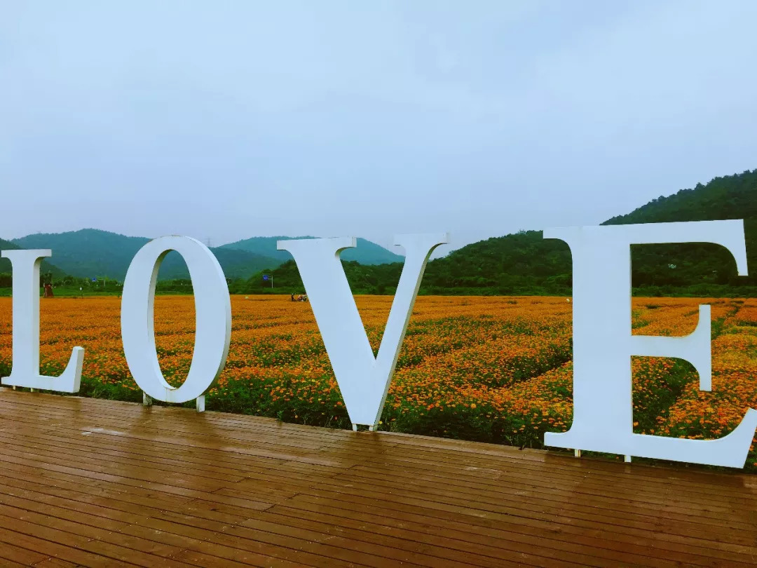 硫华菊已盛开,快来荪湖来一场秋季佛系之旅吧