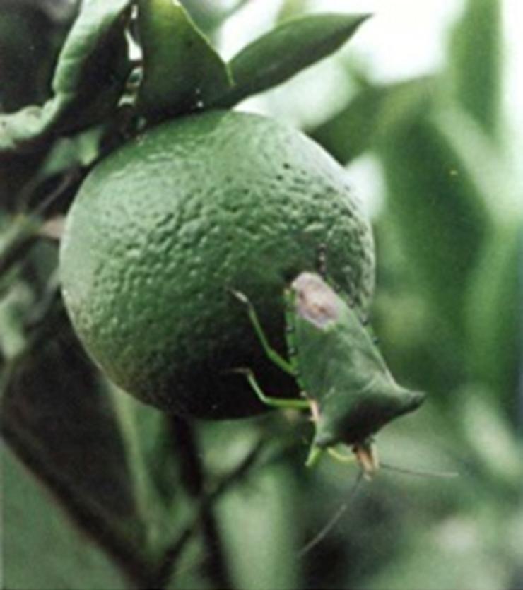 我一只放屁虫,橘农都想消灭的害虫,有些话憋很久了,我一定要说