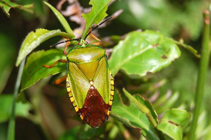 我一只放屁虫,橘农都想消灭的害虫,有些话憋很久了,我一定要说
