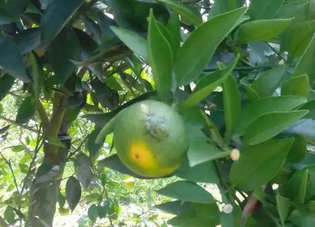 我一只放屁虫,橘农都想消灭的害虫,有些话憋很久了,我一定要说