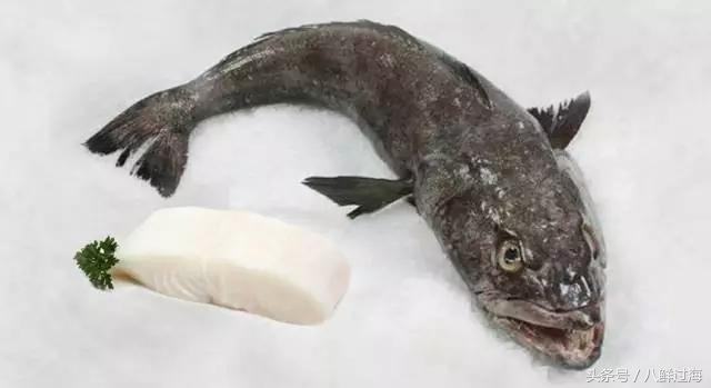 银鳕鱼的最佳钓法,长绳串钩钓鱼