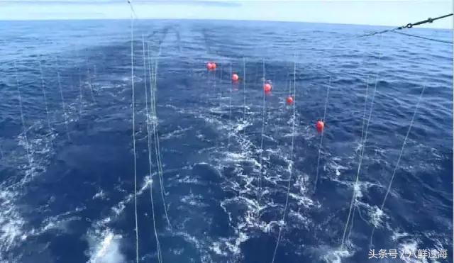 银鳕鱼的最佳钓法,长绳串钩钓鱼