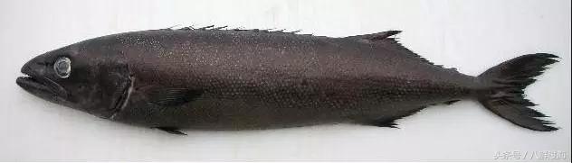 银鳕鱼的最佳钓法,长绳串钩钓鱼