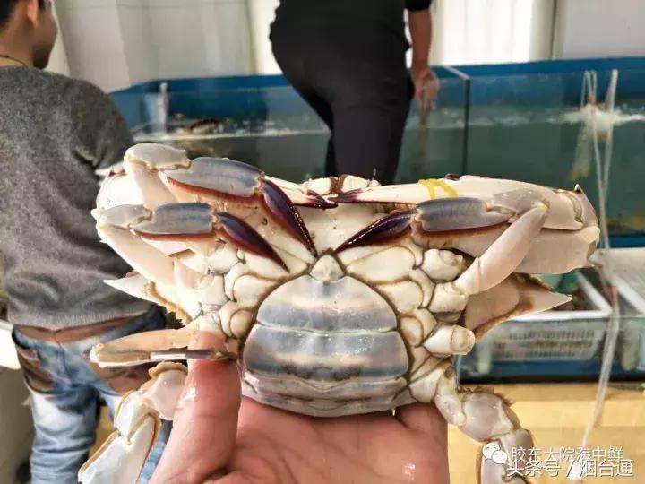 烟台螃蟹怎么挑选,烟台冬天螃蟹怎么挑选