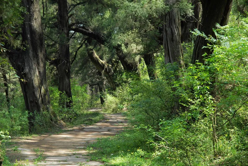 魅力中国城是为了什么,魅力中国城广元视频
