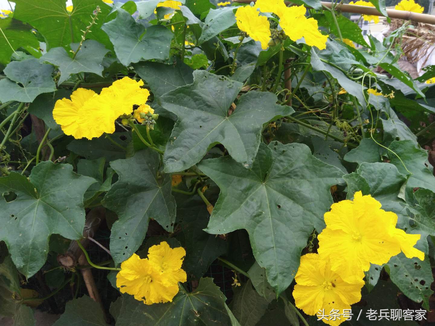 客家方言汇编,仪陇县客家话的视频