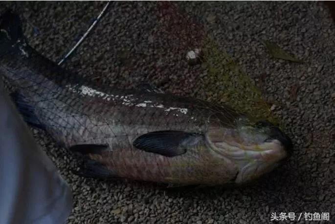 如何挑选一款好鱼竿,怎么挑选一款合适的鱼竿