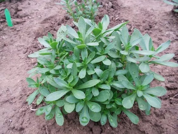 百草园食补养生,百草园二十种草药