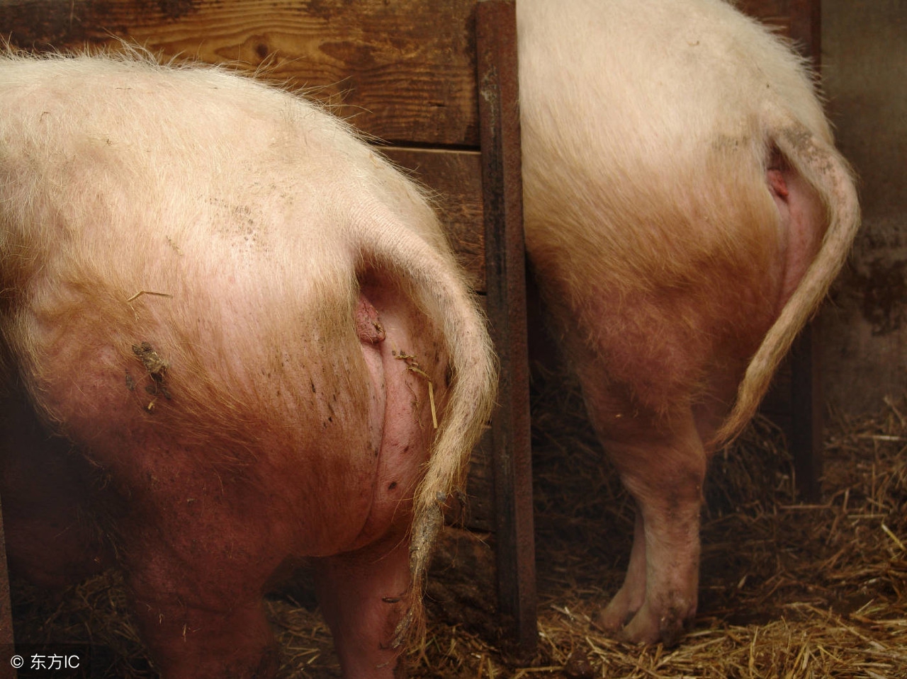 养猪怎么保证成活率,新手养猪如何选择母猪