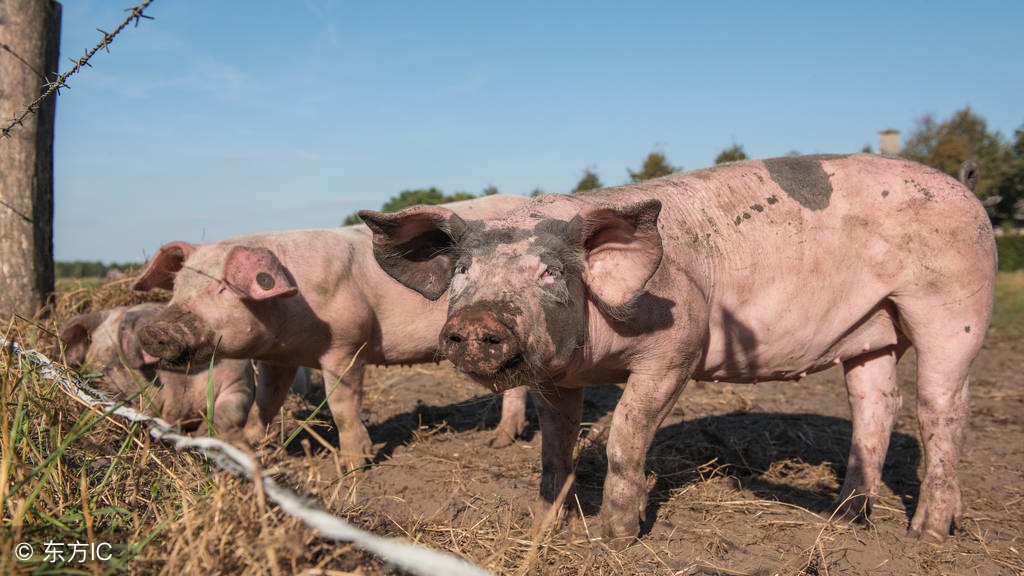养猪怎么保证成活率,新手养猪如何选择母猪