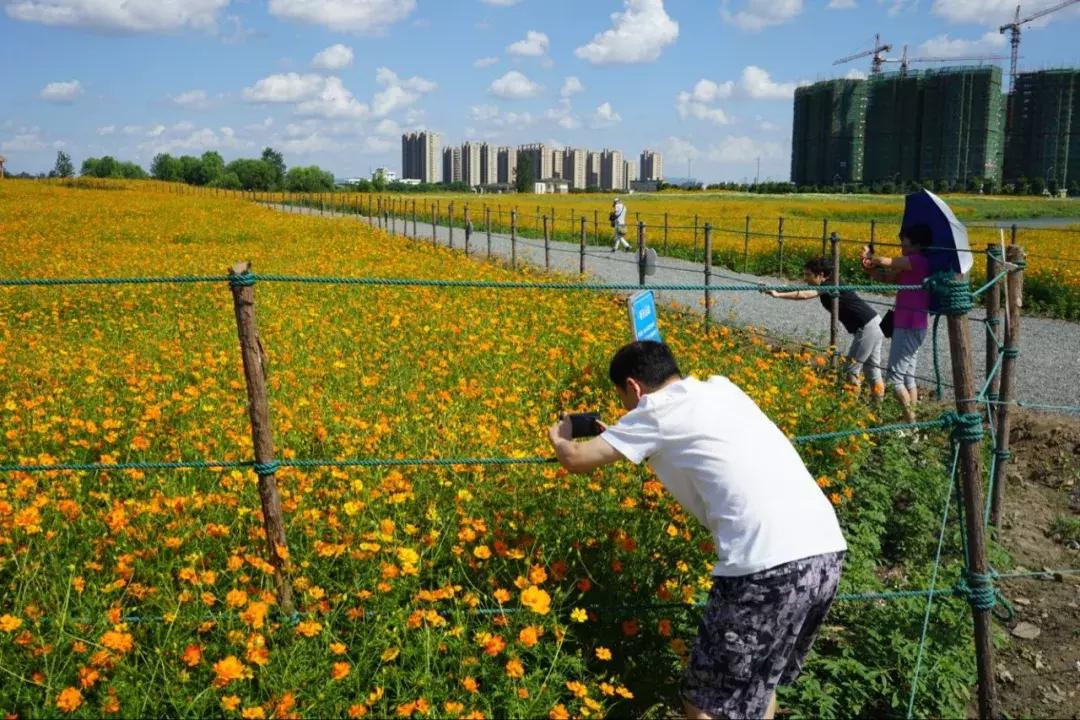 宁波花海网红打卡地,宁波镇海十七房花海