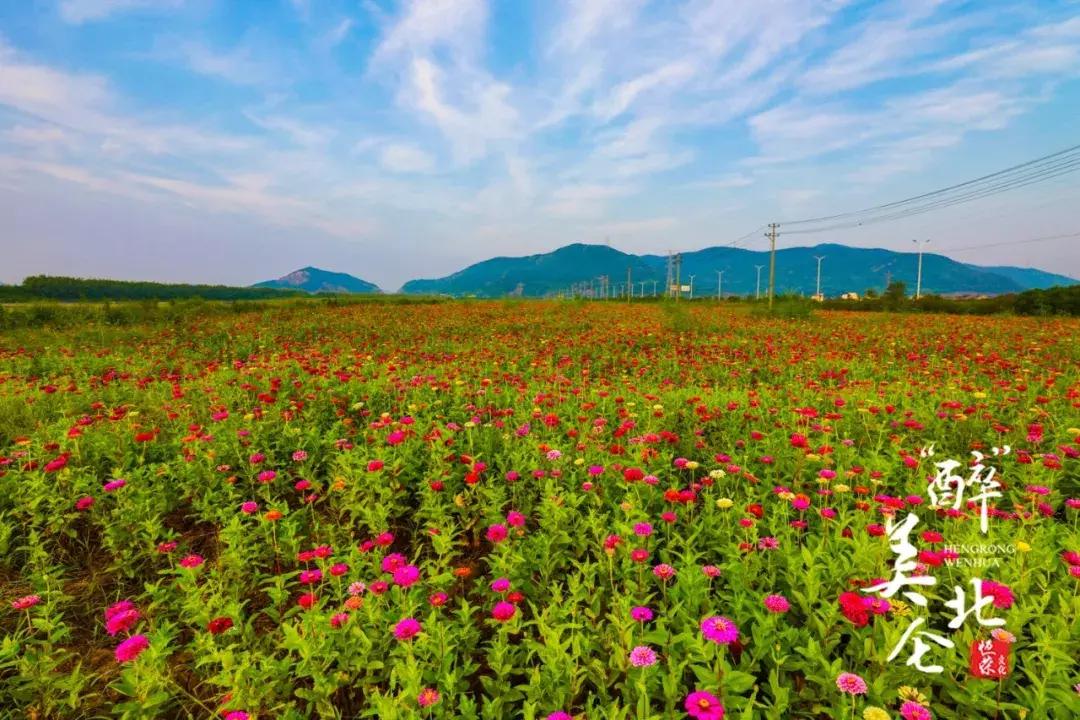 宁波花海网红打卡地,宁波镇海十七房花海