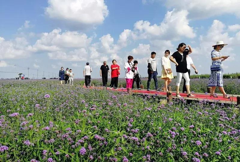 宁波花海网红打卡地,宁波镇海十七房花海