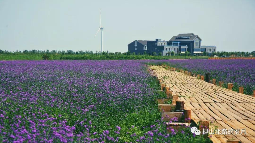 宁波花海网红打卡地,宁波镇海十七房花海