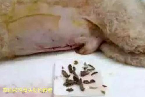 话梅对狗有什么危害,话梅对狗的危害