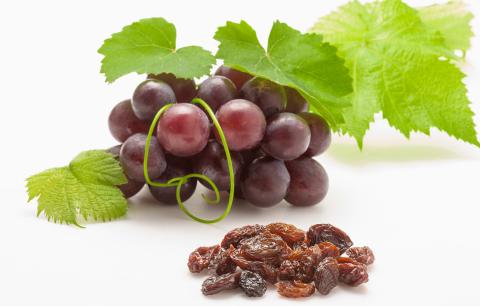 话梅对狗有什么危害,话梅对狗的危害