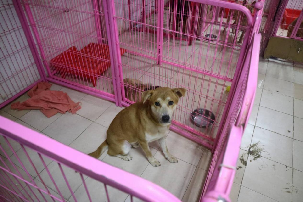 宠物救助站的真实生活,宠物救助站能领养宠物吗