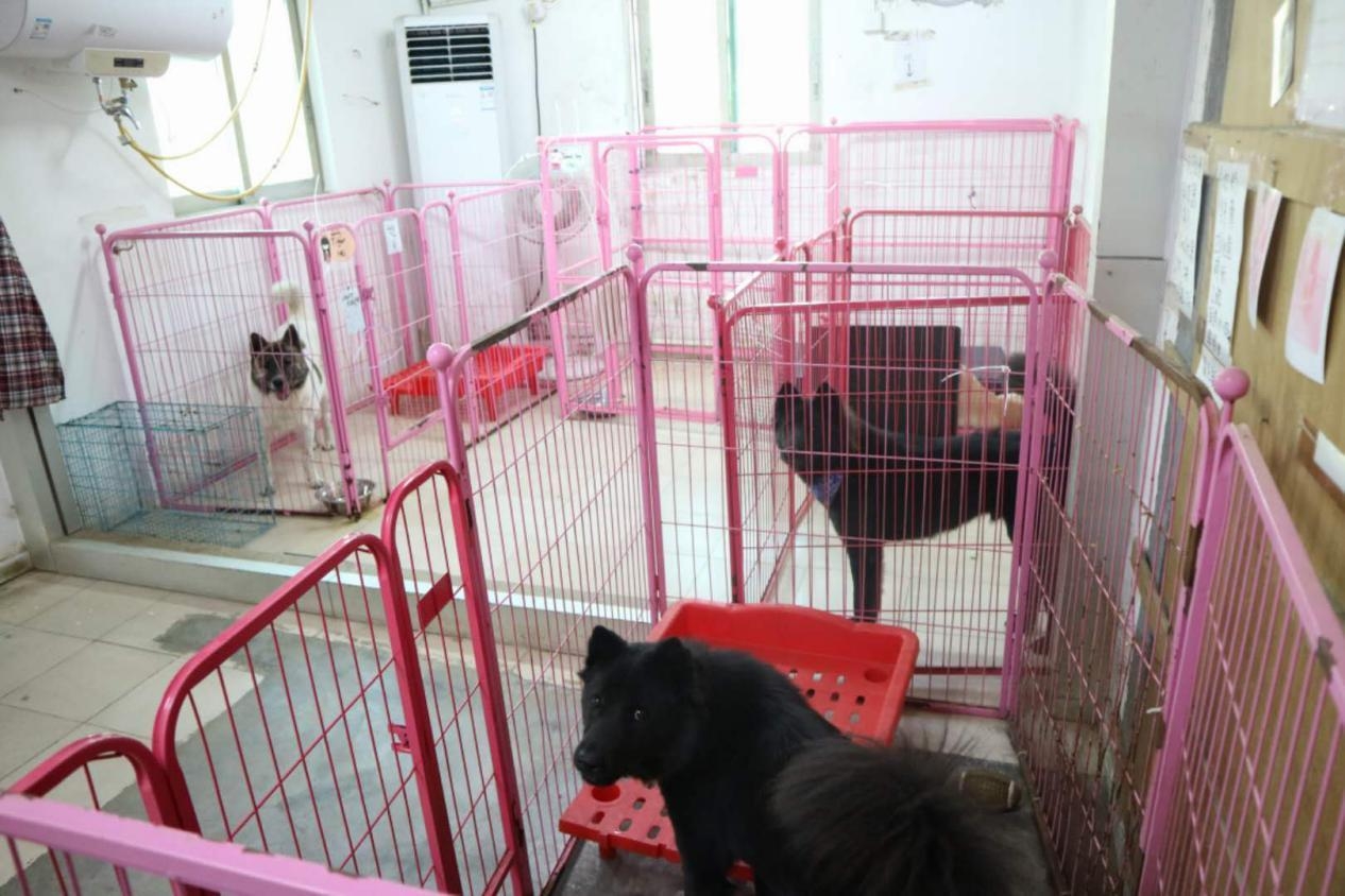 宠物救助站的真实生活,宠物救助站能领养宠物吗