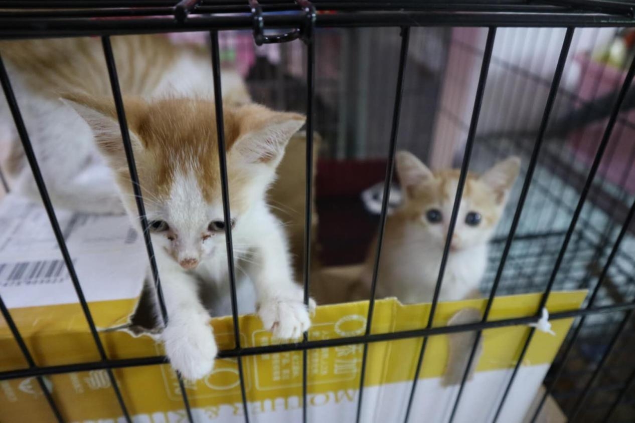 宠物救助站的真实生活,宠物救助站能领养宠物吗