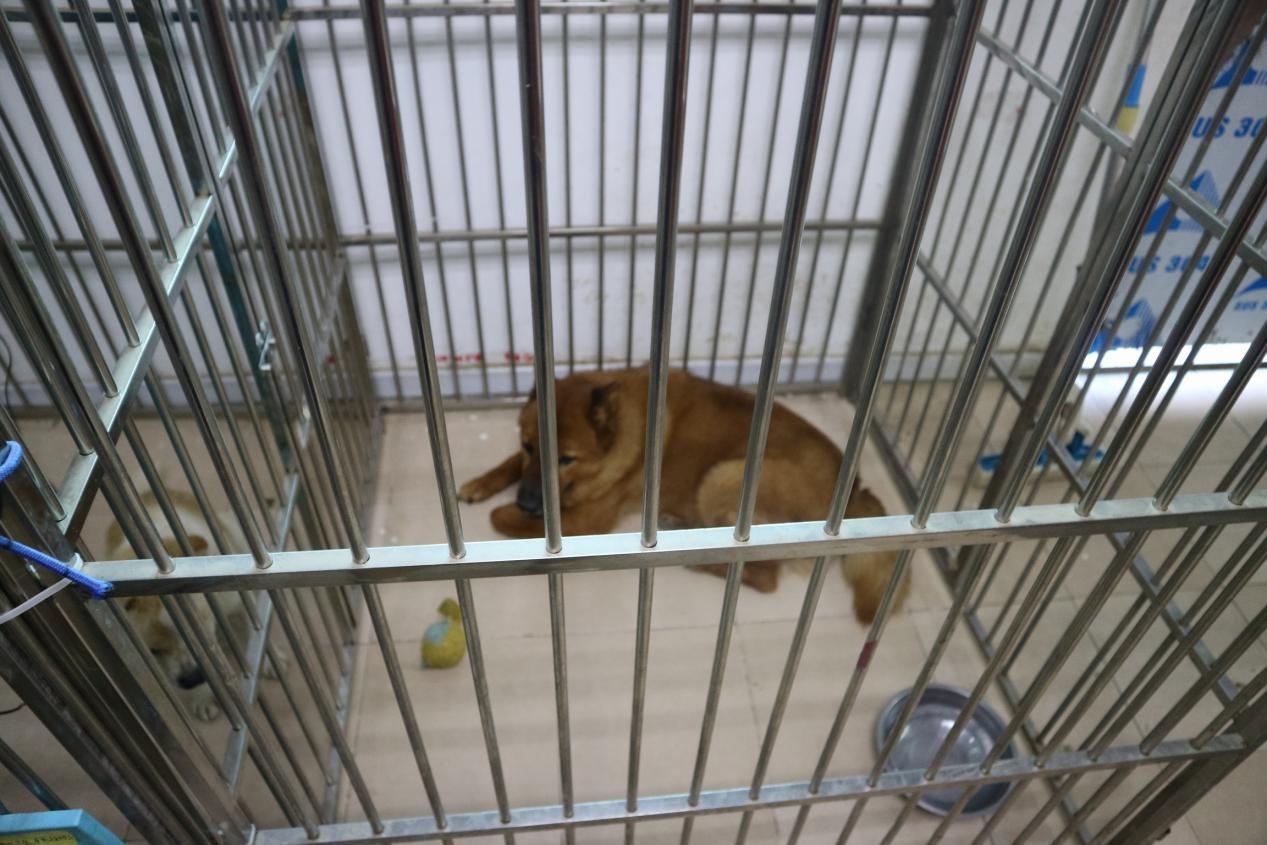 宠物救助站的真实生活,宠物救助站能领养宠物吗