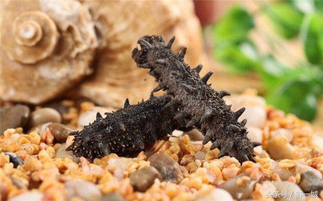 外国人吃海参的正确方法,孩子吃海参的正确方法