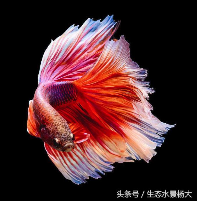 新手养斗鱼应该怎么养,斗鱼怎么养新手入门