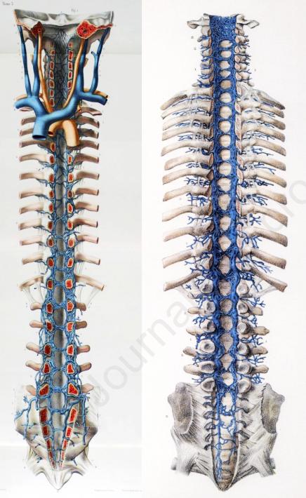文献查阅|文献综述——椎静脉丛