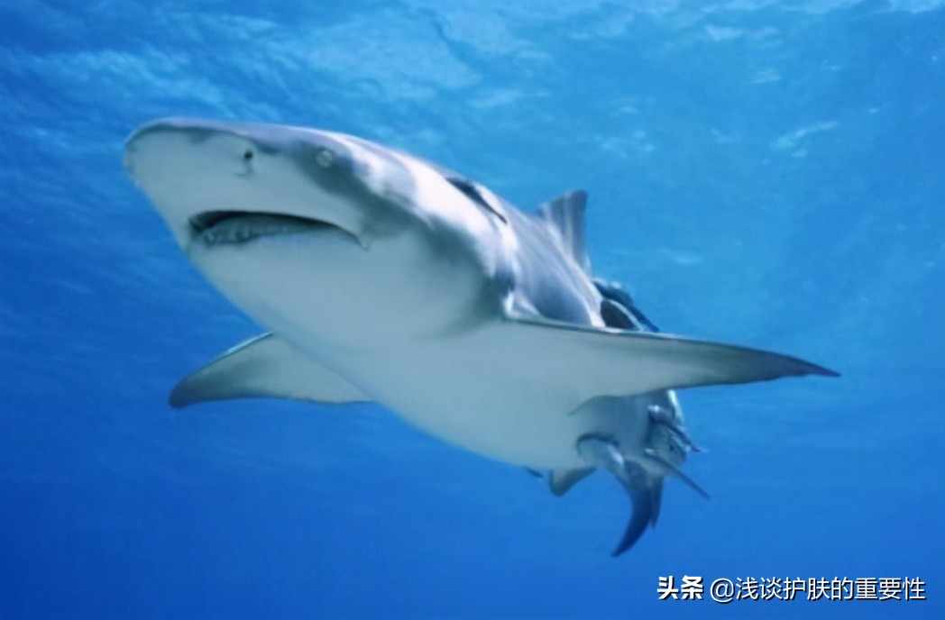 角鲨烷跟鲨鱼有关系吗，角鲨烷怎么就成了万能油了？