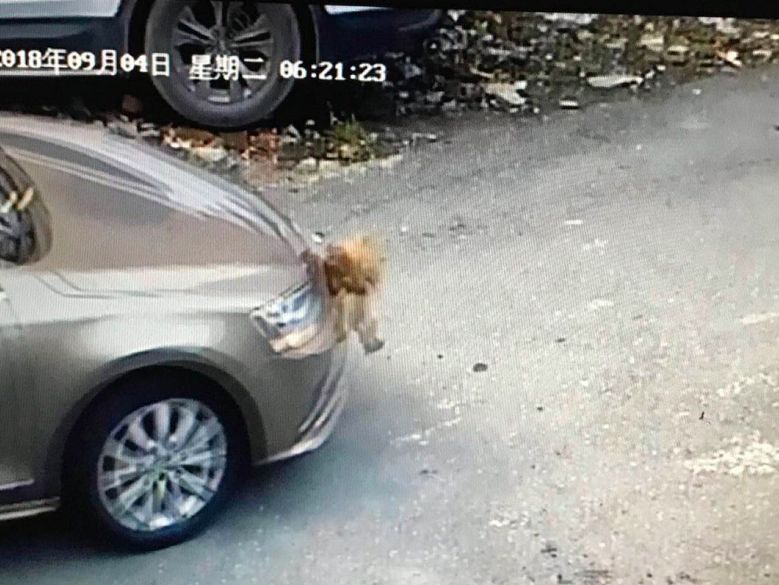 车撞一只鸡怎么处理赔偿,开车撞鸡赔200元