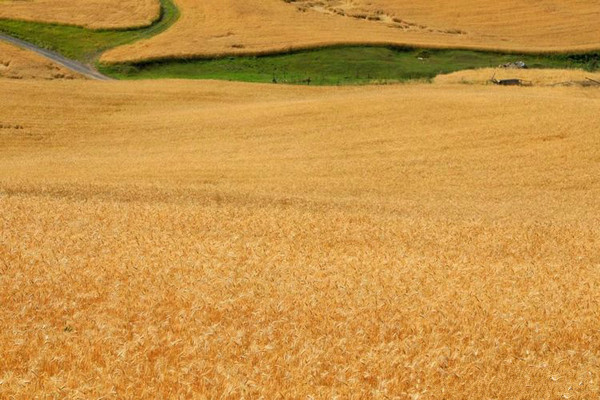 江布拉克的美景描述,风吹麦浪风景视频