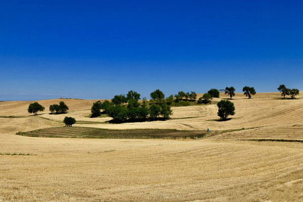 江布拉克的美景描述,风吹麦浪风景视频