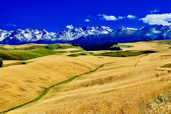 江布拉克的美景描述,风吹麦浪风景视频